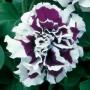 Seminte profesionale  Petunia grandiflora - flori duble - imagine 23213